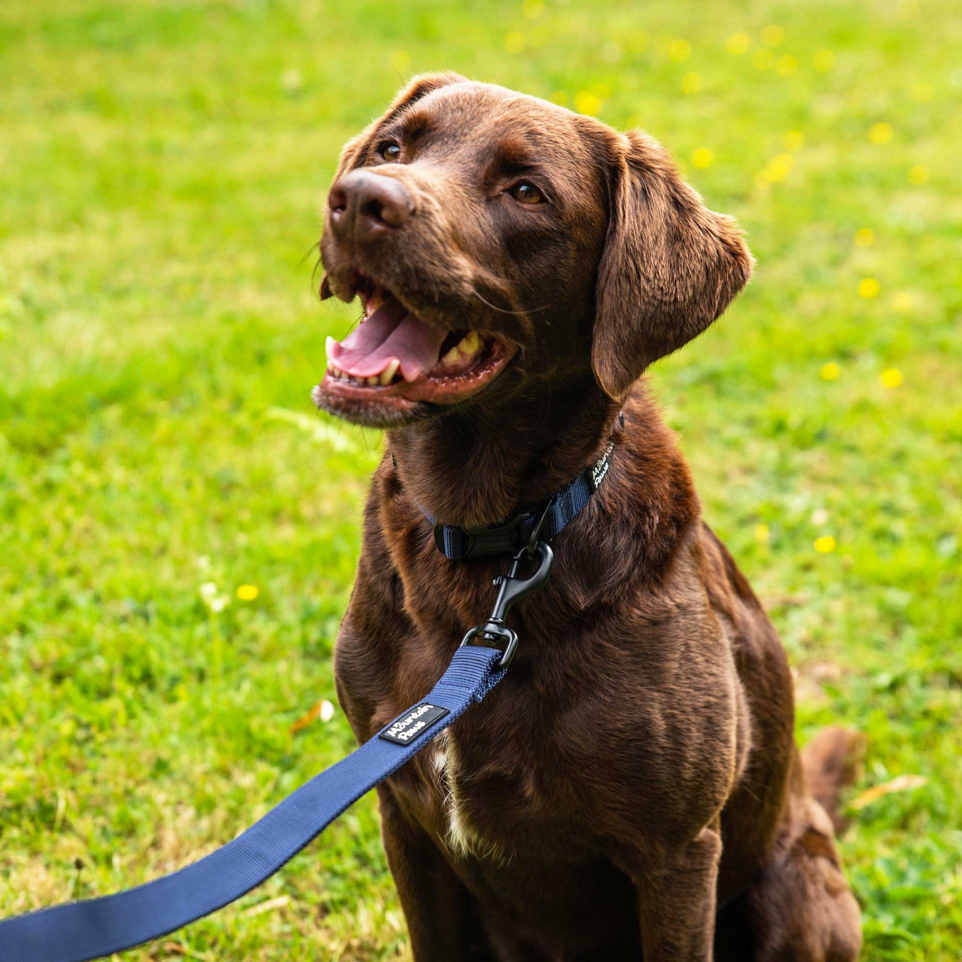 Tough store dog leads