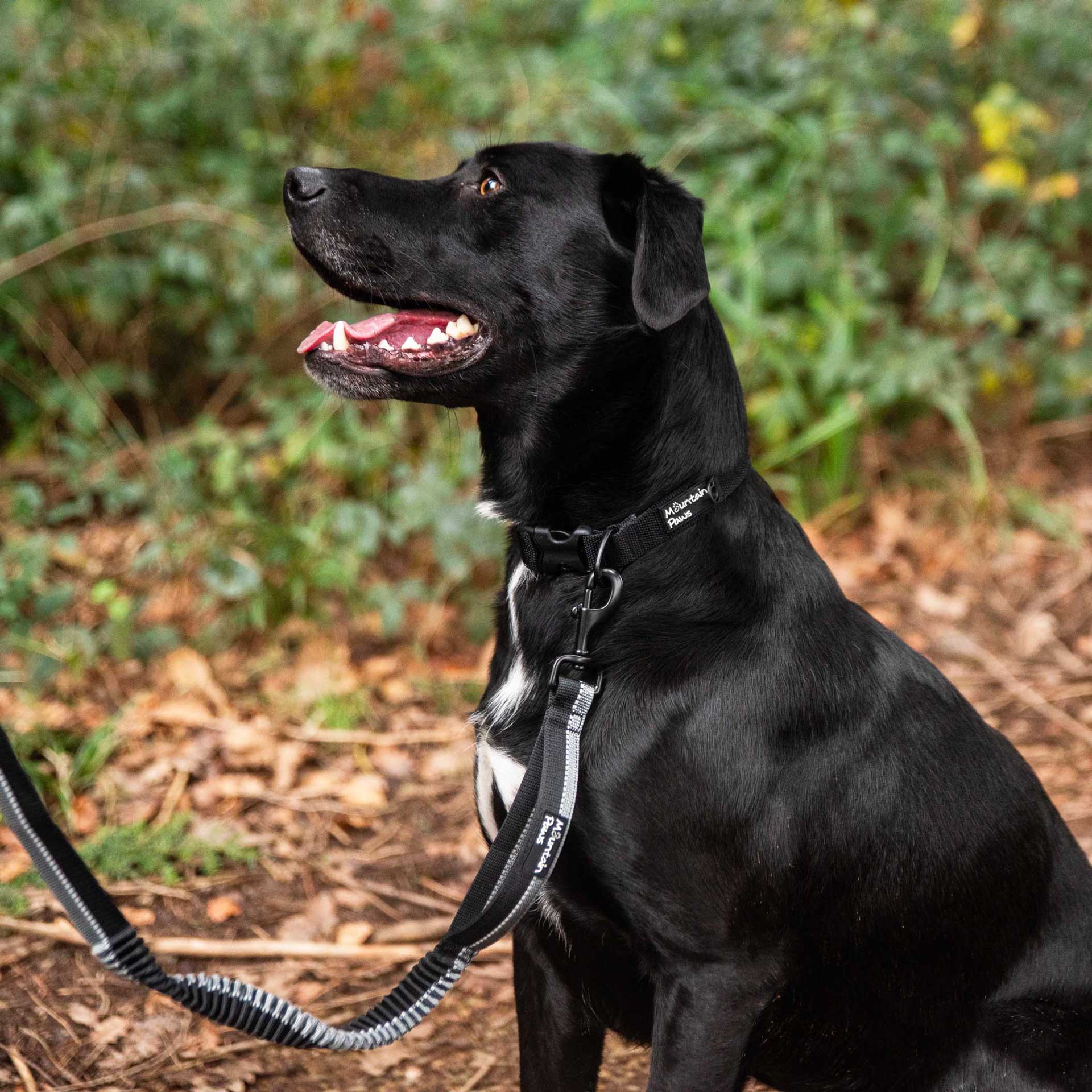 Stretch Dog Lead Dog Leash Mountain Paws