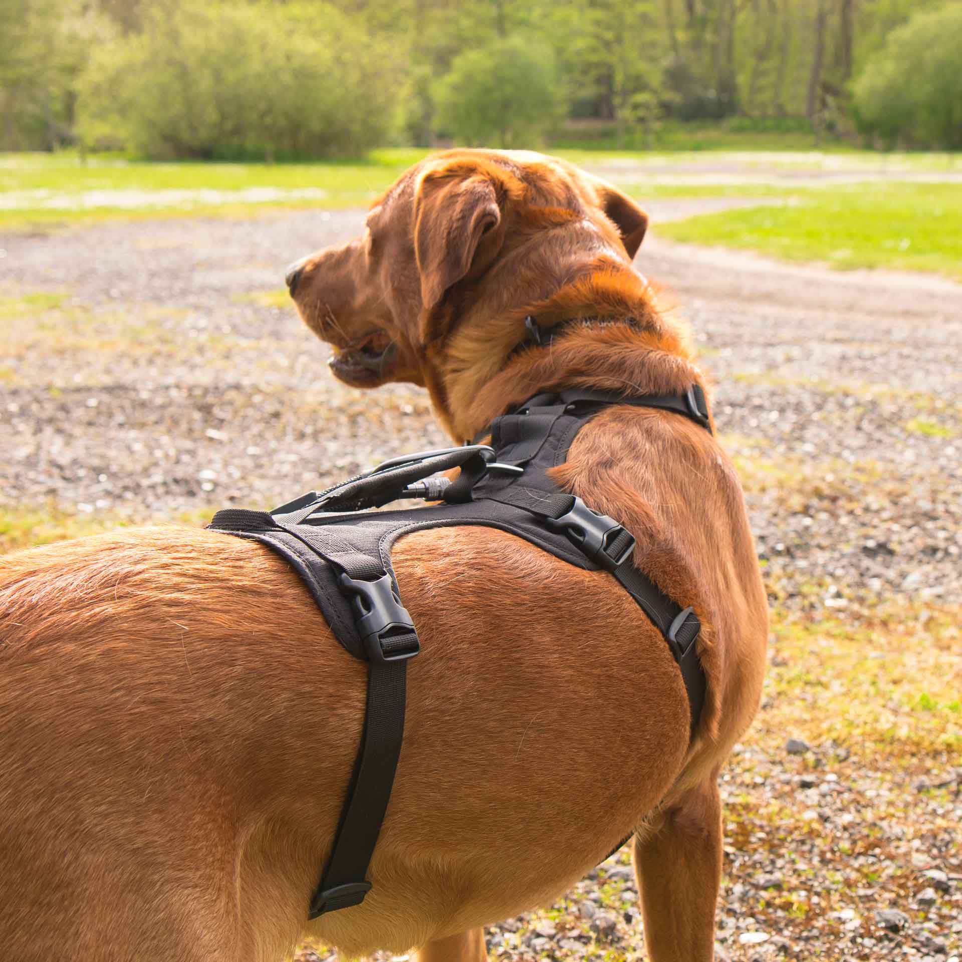 3 Strap Dog Harness Mountain Paws