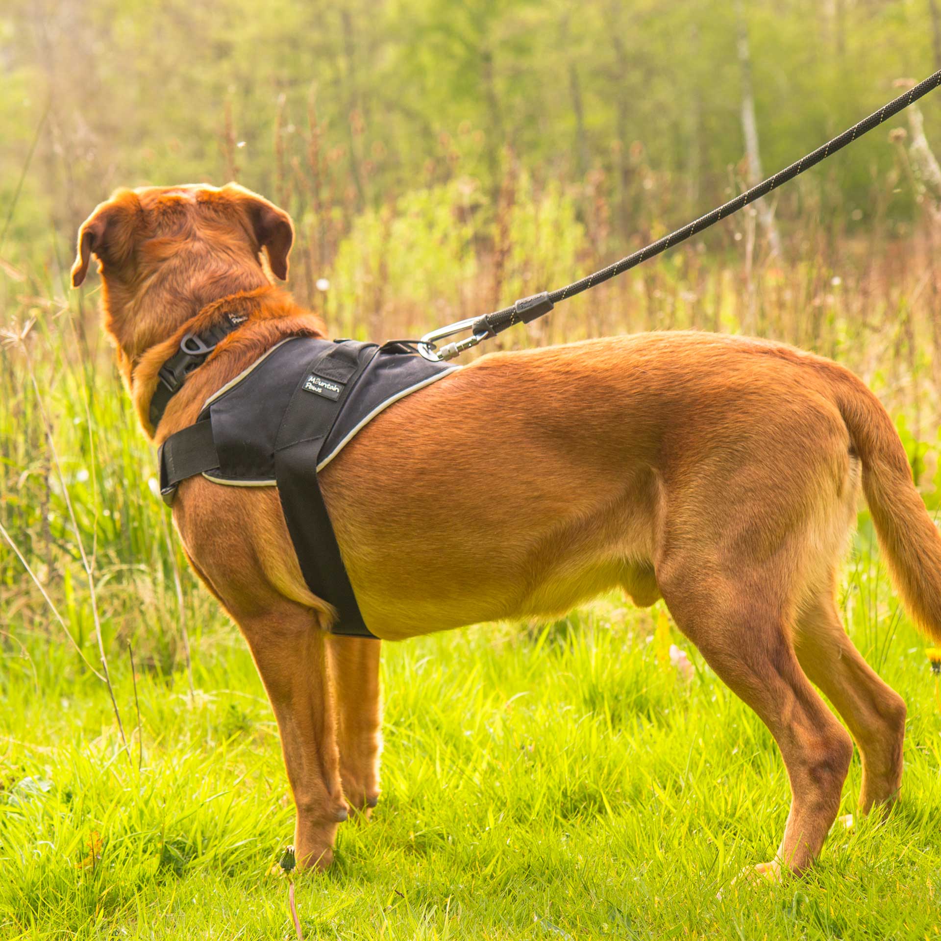 Extra Tough Dog Harness Mountain Paws