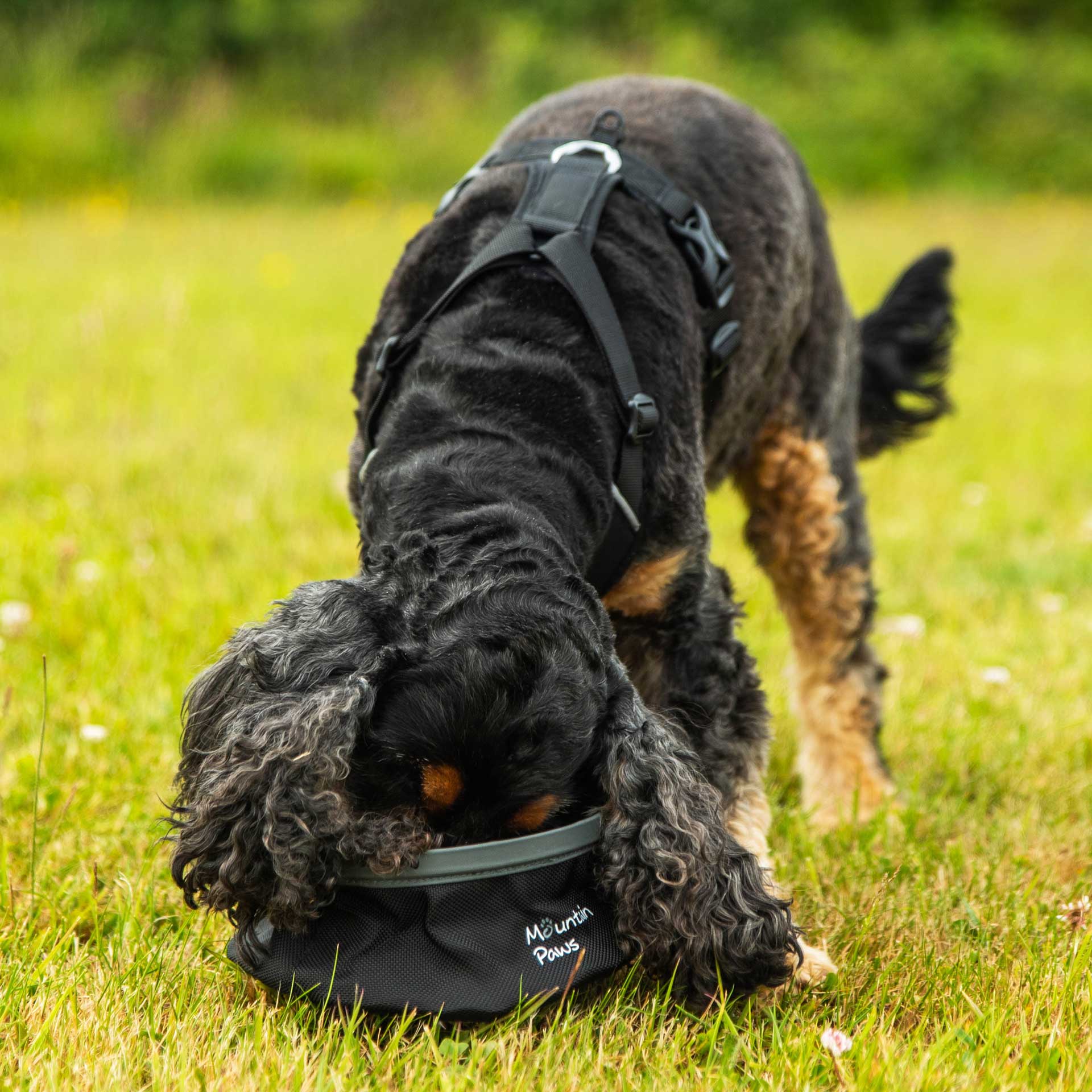 Dog Bowls Mountain Paws