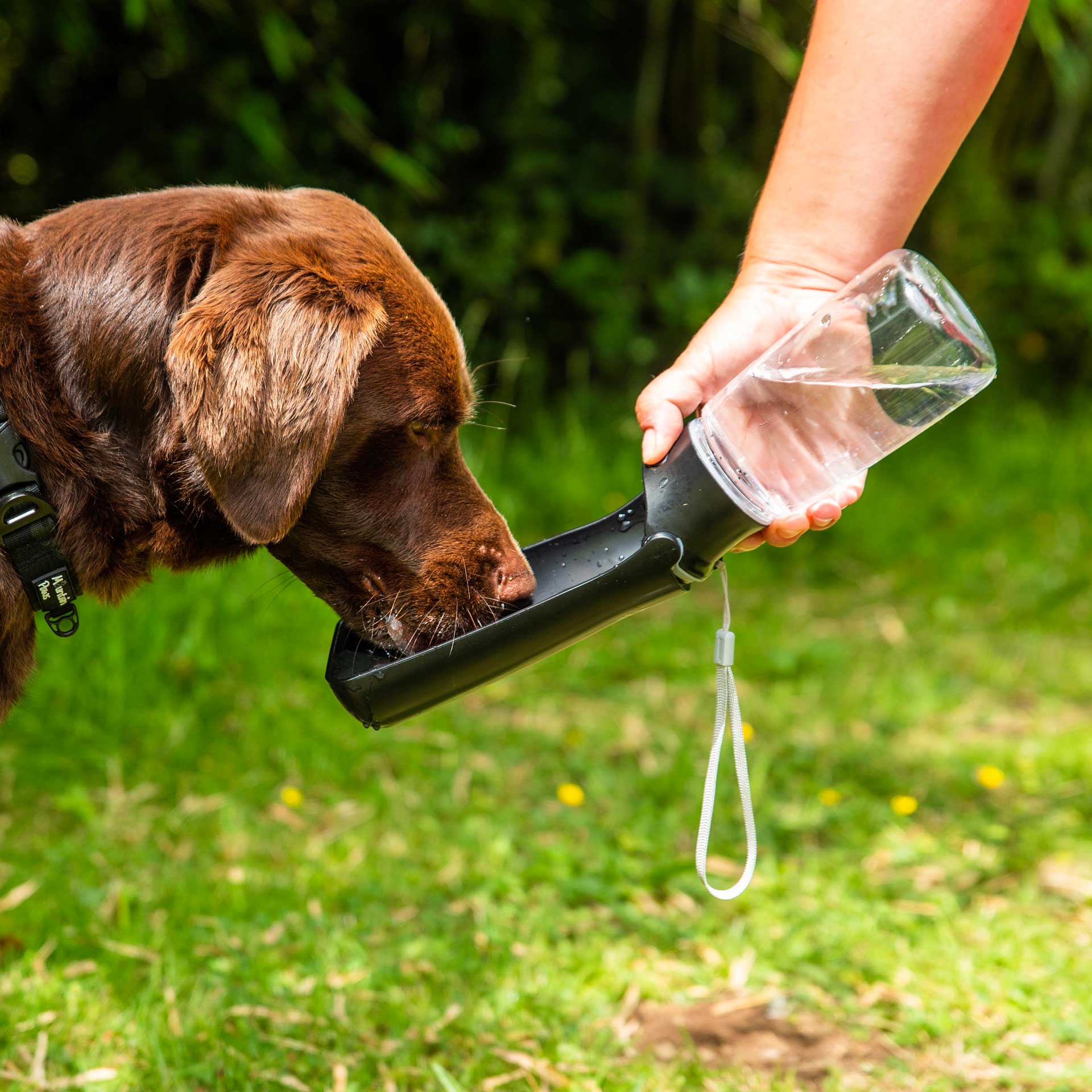 Collapsible dog hot sale water bottle