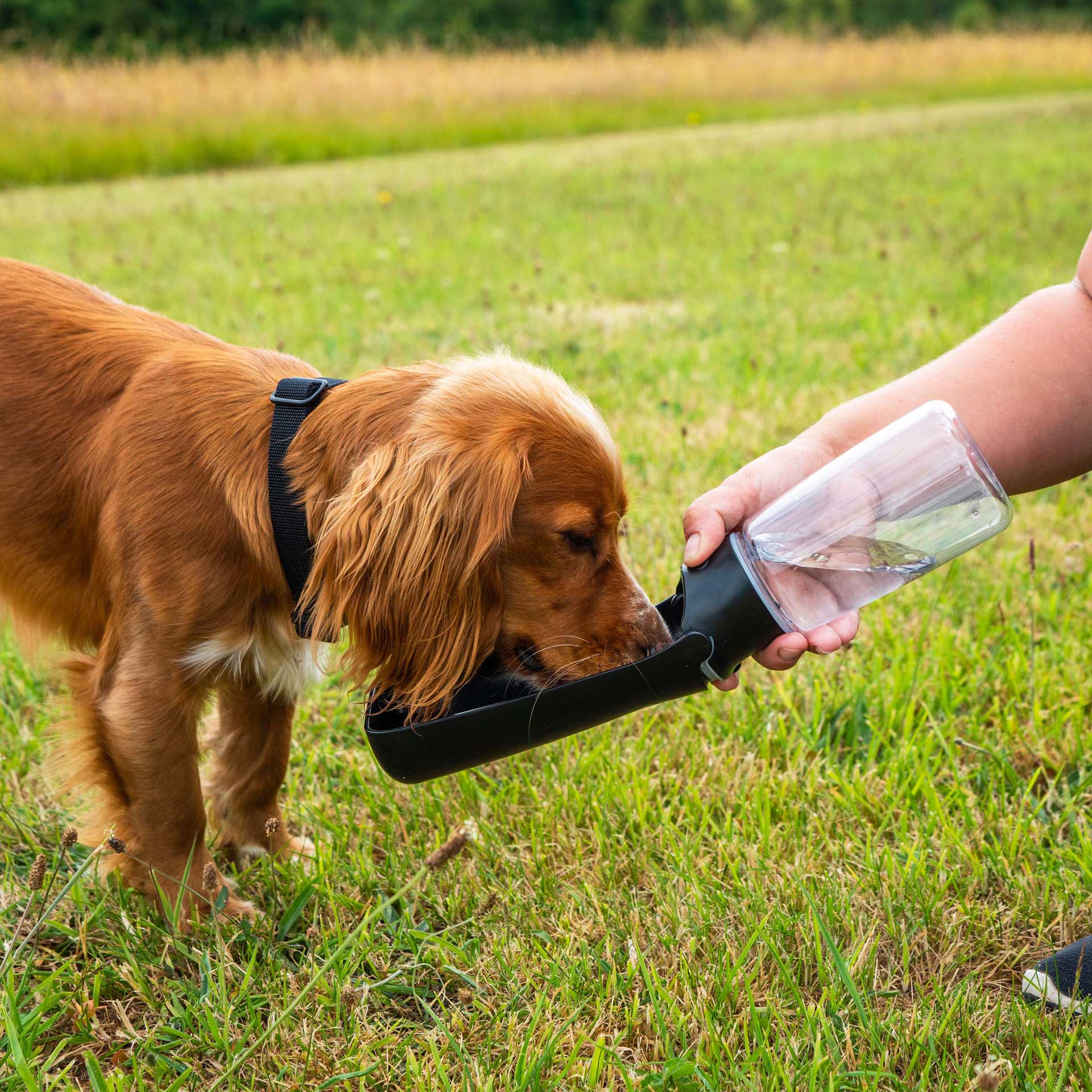 Fold up travel dog water drinking bowl best sale