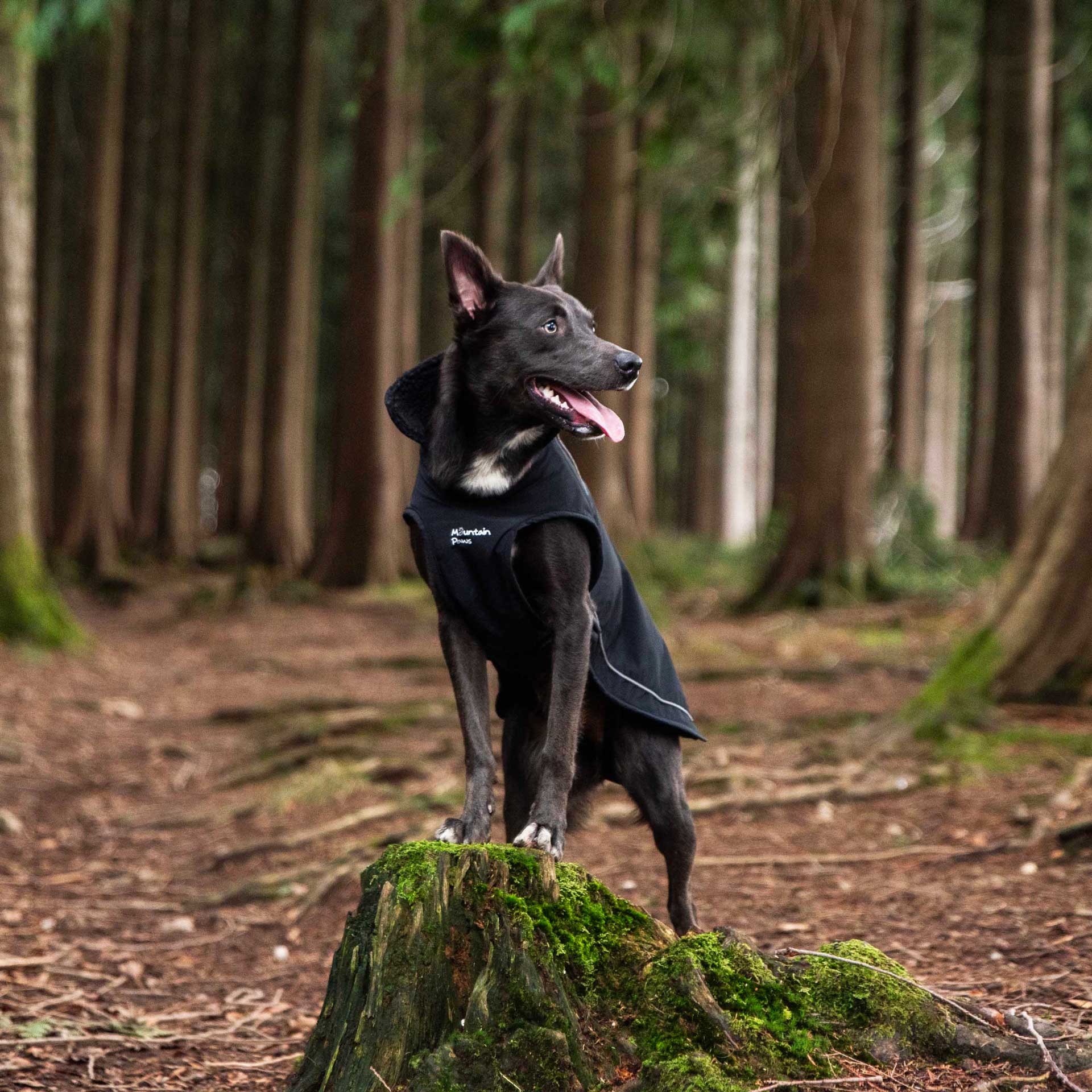 Fleece Lined Dog Coat Mountain Paws