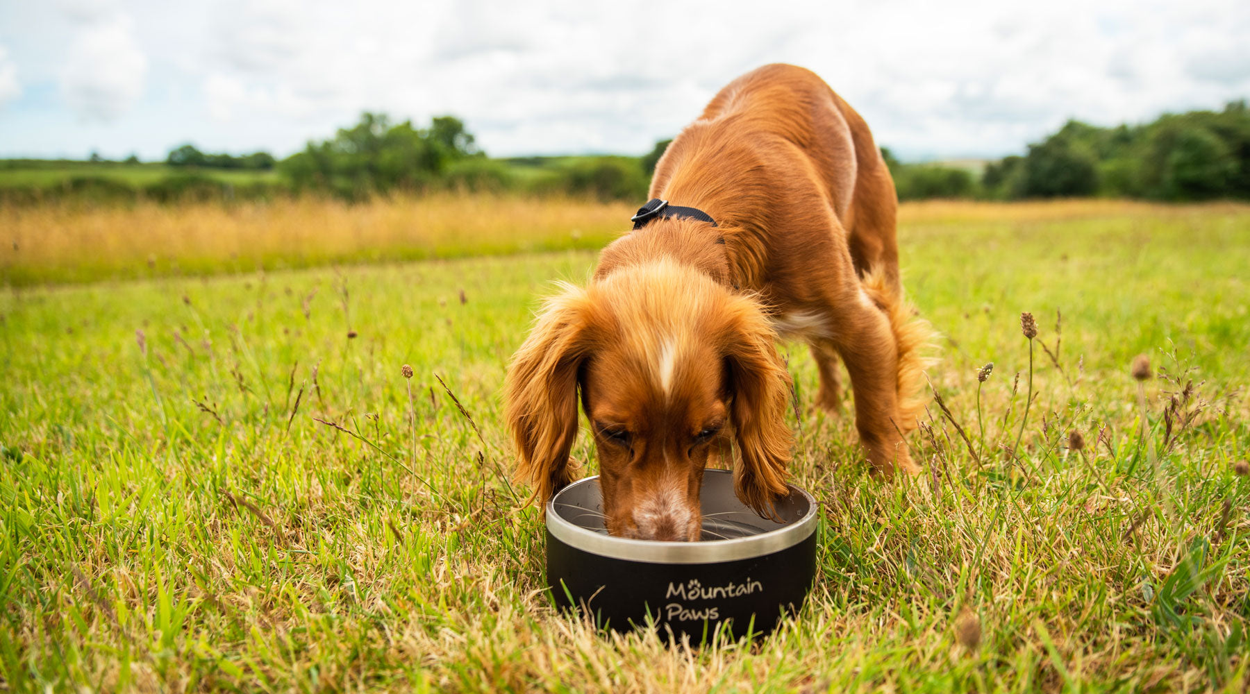 Rush's Paw Print: Non-Slip Dog Bowls - Fuzzy Puppy Pet Products