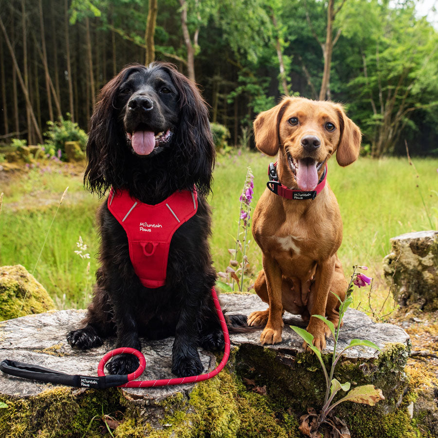 Mountain paws hotsell dog harness